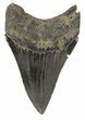 Razor Sharp, Megalodon Tooth - South Carolina #51123-2